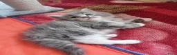 Ragdoll cats for sale: Ragdoll - Advert 9