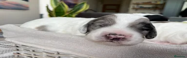 Lainey - Blue Merle Parti Girl