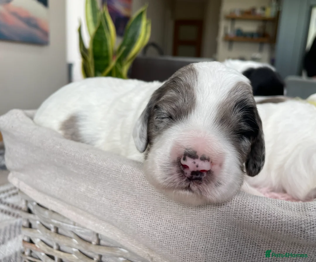 Sproodle dogs for sale: ✨ Premium Rare Sproodle Puppies – Champion Lines ✨ - Advert 39
