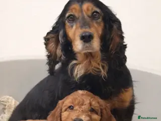 Cockapoo dogs F1 Cockapoo Puppies Ready Now! - Advert 9