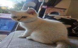 British Shorthair cats for sale: CUTE BRITISH SHORT HAIR LOOKING FOR FOREVER HOME - Image 12