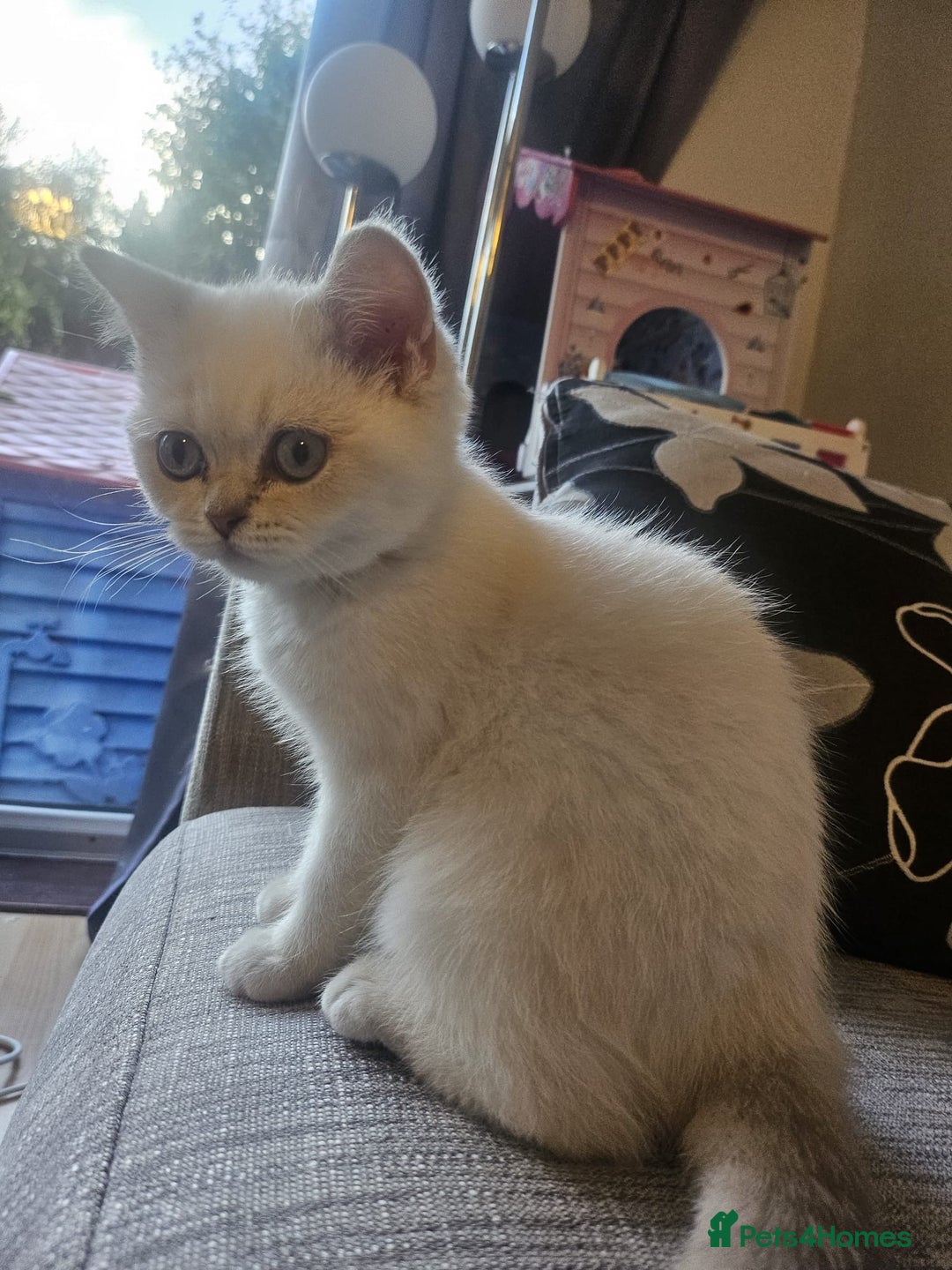 British Shorthair cats for sale: CUTE BRITISH SHORT HAIR LOOKING FOR FOREVER HOME - Image 12