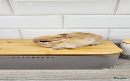 Netherland Dwarf rabbits for sale: One beautiful little buny boy left  - Image 3