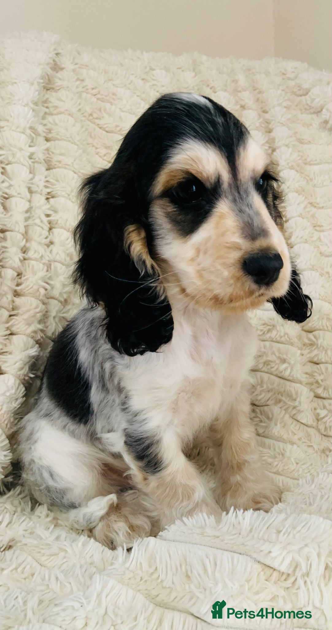 Cocker Spaniel dogs Blue Roan & Tan Show Cocker Spaniel - Advert 1