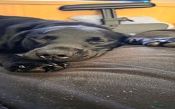 Labrador Retriever dogs for sale: Part trained labrador assistance dog - Advert 2