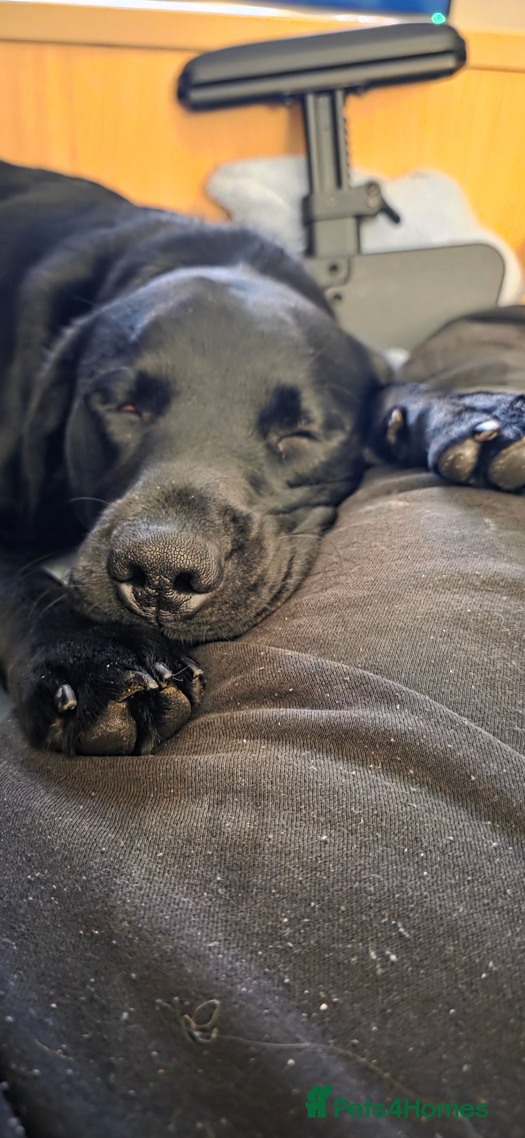 Labrador Retriever dogs for sale: Part trained labrador assistance dog - Advert 2