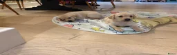 Labrador Retriever dogs for sale: LOVELY BITCH PUPS AVAILABLE  - Advert 7