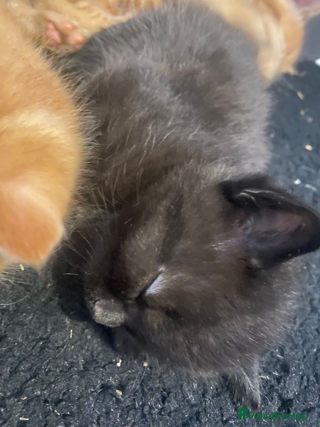 British Shorthair cats for sale: Lovely kittens soon ready for their forever home - Image 4