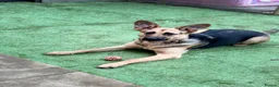 German Shepherd dogs for sale: German shepherd girl  - Advert 2