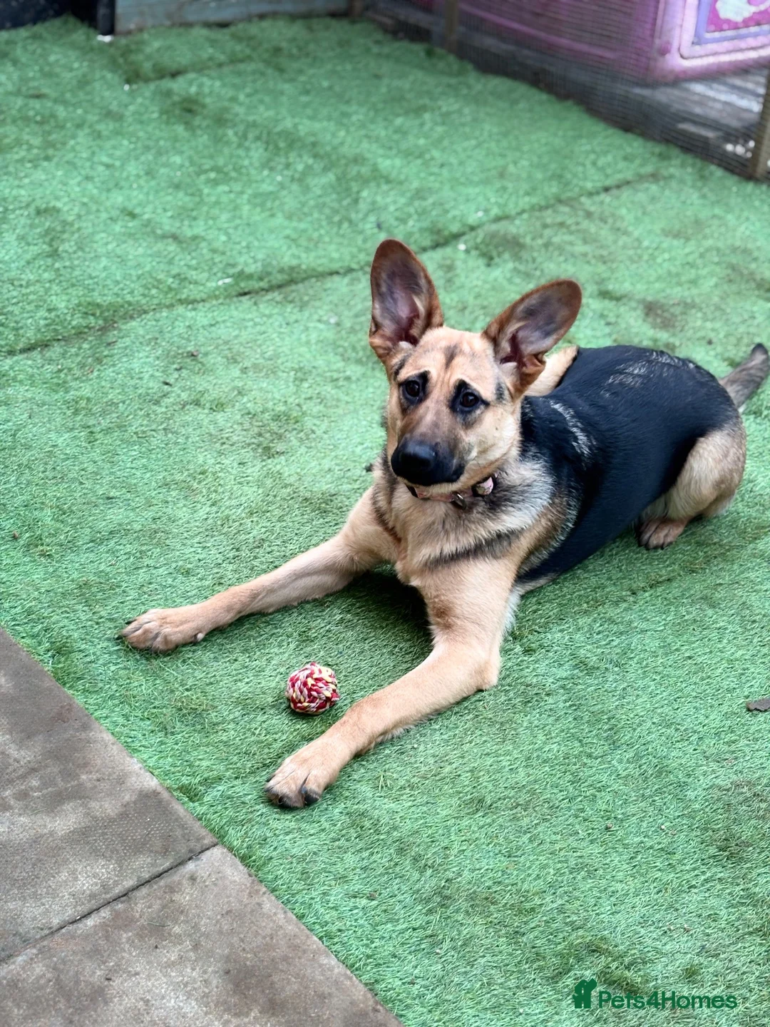 German Shepherd dogs for sale: German shepherd girl  - Advert 2