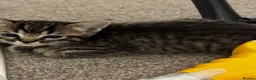 Ragdoll cats for sale: Ragdollxbritish short hair - Advert 4