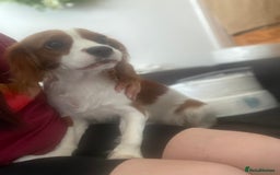 Cockalier dogs for sale: Cavalier Puppy–Loving, Healthy, and Full of Joy - Image 22