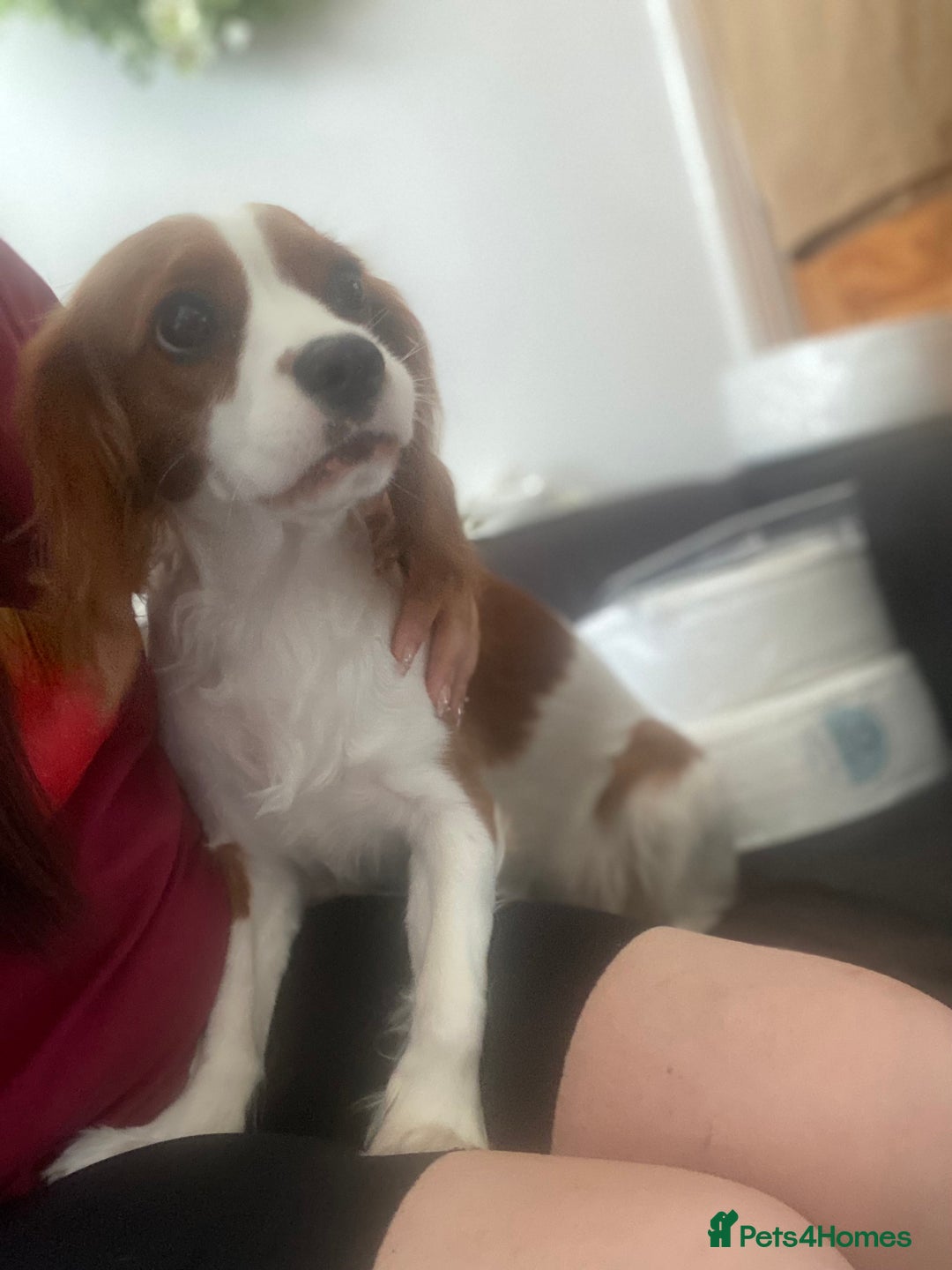 Cockalier dogs for sale: Cavalier Puppy–Loving, Healthy, and Full of Joy - Image 22