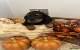Miniature Dachshund dogs for sale: Beautiful miniature dachshund puppies  - Image 10