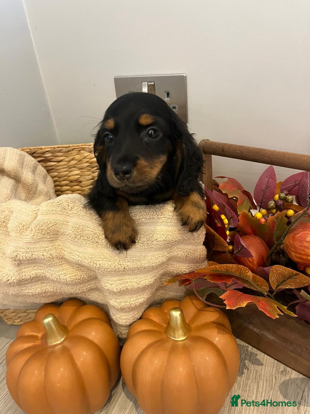 Miniature Dachshund dogs for sale: Beautiful miniature dachshund puppies  - Image 10