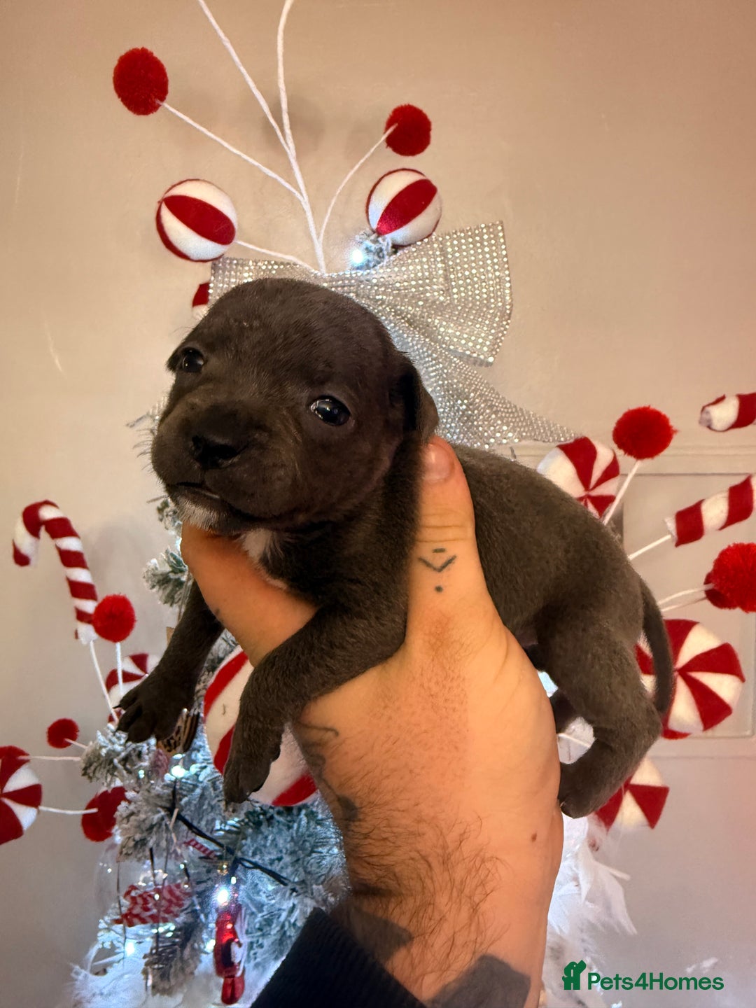 Staffordshire Bull Terrier dogs for sale: Champion sired Staffordshire bull terriers - Advert 3