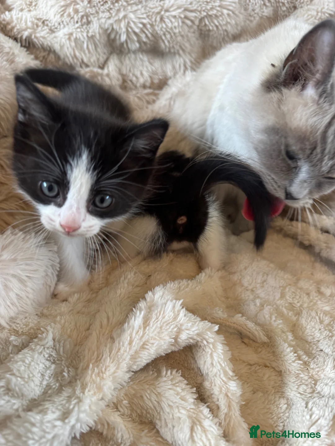 Mixed Breed cats for sale: Beautiful Ragdoll crosses 🐾 - Advert 5