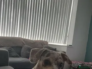 Mixed Breed dogs Chiweenie for sale - Advert 1