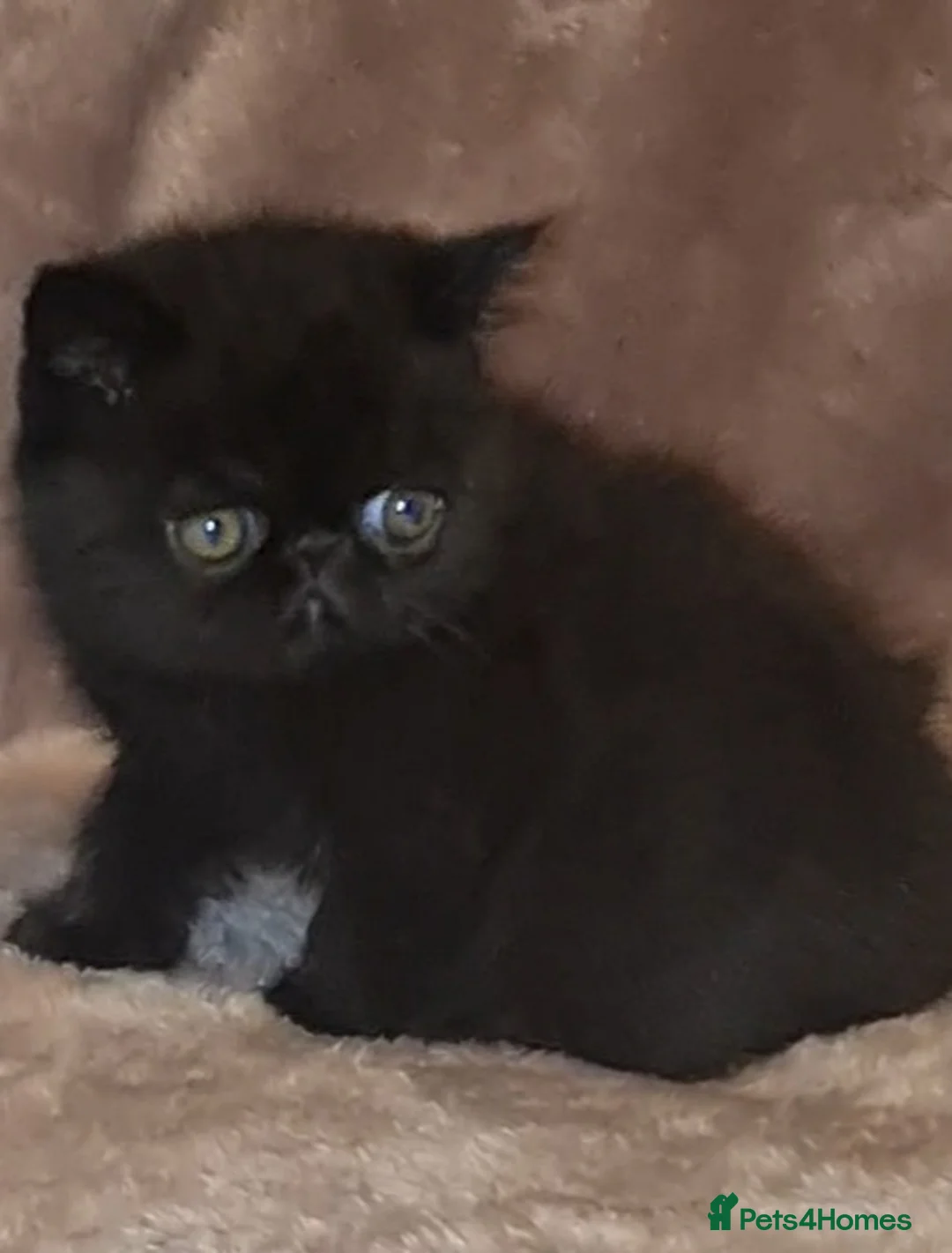 Exotic cats for stud: CREAM TABBY AND WHITE EXOTIC STUD in Barnsley - Advert 11