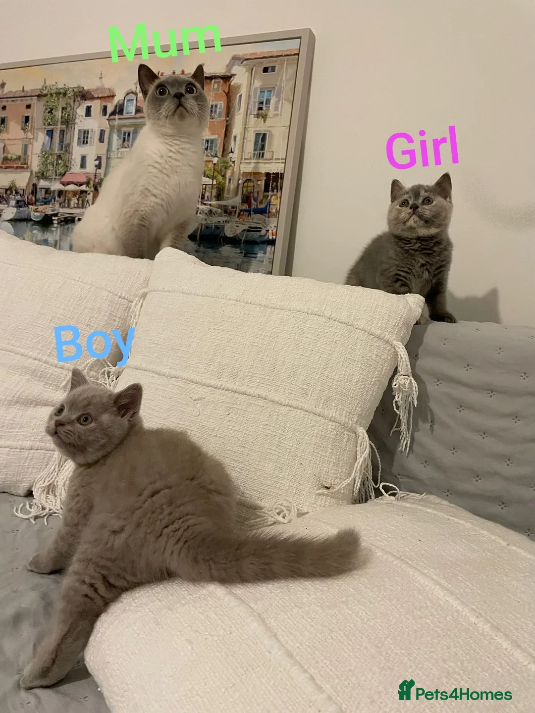 British Shorthair cats for sale: Adorable BSH kittens, GCCF reg. - Advert 2