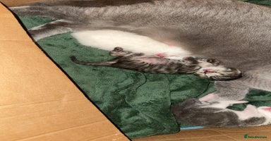 British Shorthair cats kittens - Advert 14