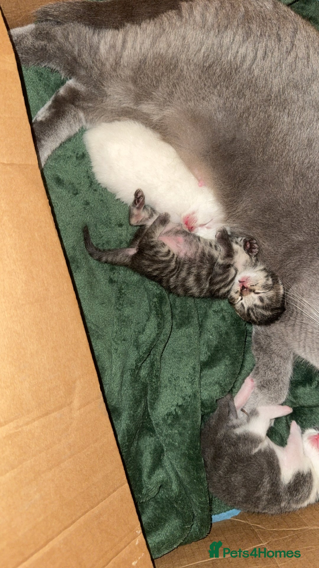 British Shorthair cats for sale: kittens - Advert 2