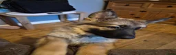 German Shepherd dogs for sale:  Confident & happy GSD looking for her 4ever home - Advert 8