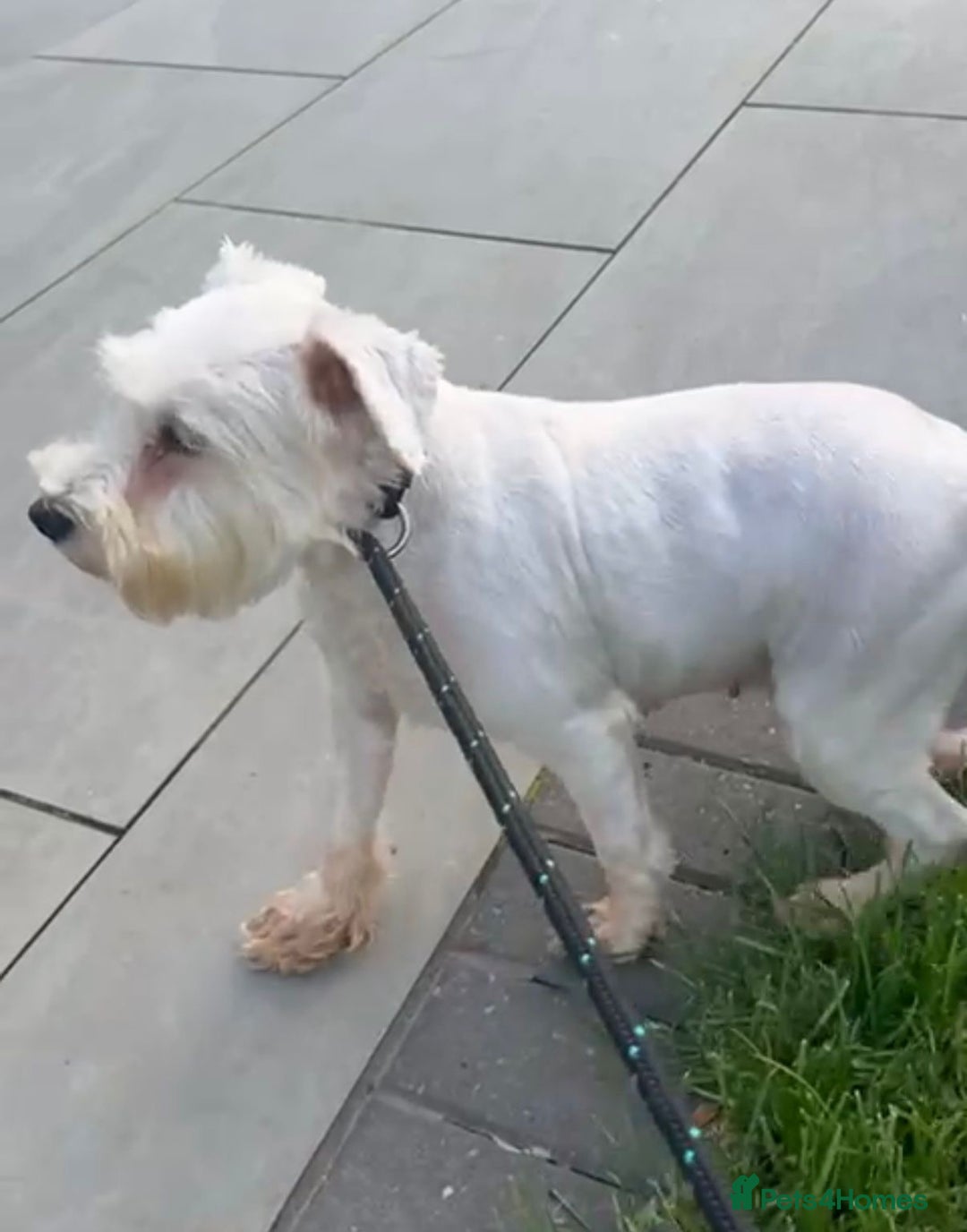 Miniature Schnauzer dogs for sale: Miniature Shchnauzer girl looking new home - Image 5