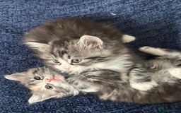 Scottish Fold cats for sale: Gorgeous fluffy Scottish Fold x DSH kittens - Image 32
