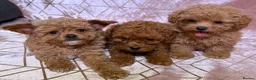 Maltipoo dogs for sale: ⭐️F1B Maltipoo⭐️Exceptional bloodline - Advert 4
