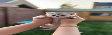 British Shorthair 3
