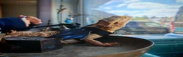 Bearded Dragon reptiles for sale: Lovely male beardie for sale - Advert 9