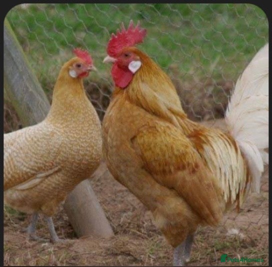 Chickens poultry Rare breed Friesian cockerels - Advert 3