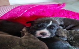 Mixed Breed dogs for sale: Cane Corso cross American bulldog puppy's  - Image 8