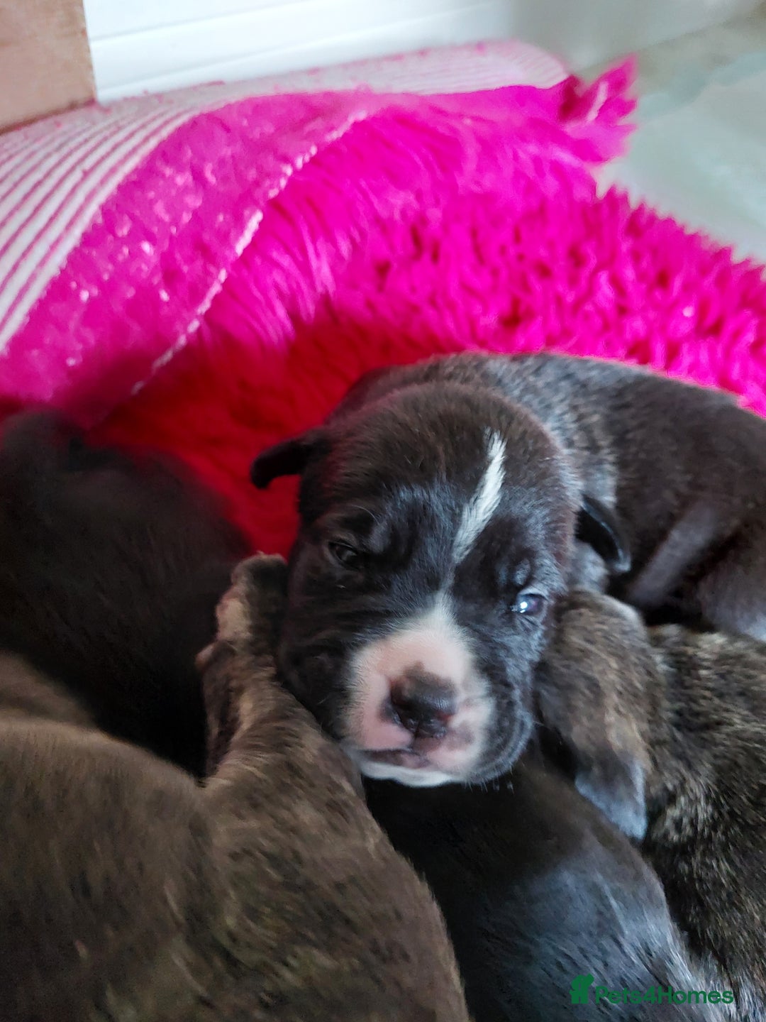 Mixed Breed dogs for sale: Cane Corso cross American bulldog puppy's  - Image 8