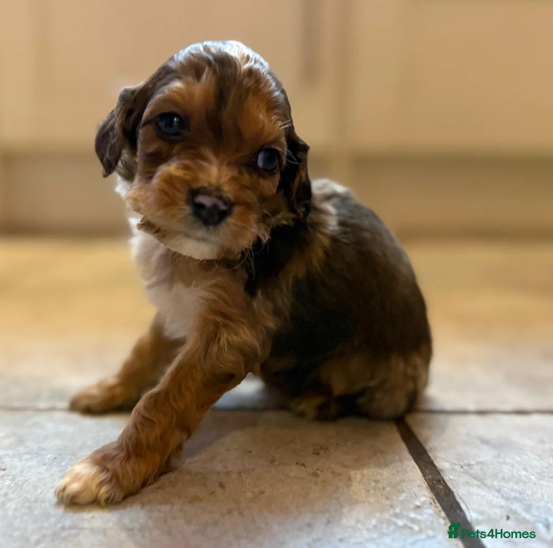 Irish Doodle dogs for sale: Irish Doodles (Mini)  - Advert 10