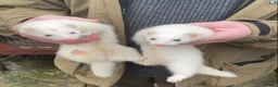 Ferret rodents for sale: Black Eyed White Gills - Advert 1