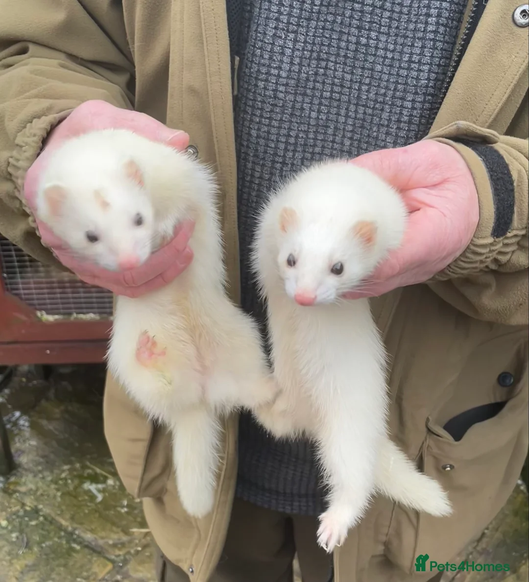 Ferret rodents for sale: Black Eyed White Gills - Advert 1