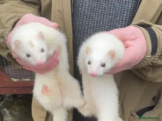 Ferret rodents Black Eyed White Gills - Advert 1