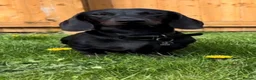 Miniature Dachshund dogs for stud: 🖤🌟𝐖𝐀𝐋𝐓𝐄𝐑🌟🖤 - Advert 2
