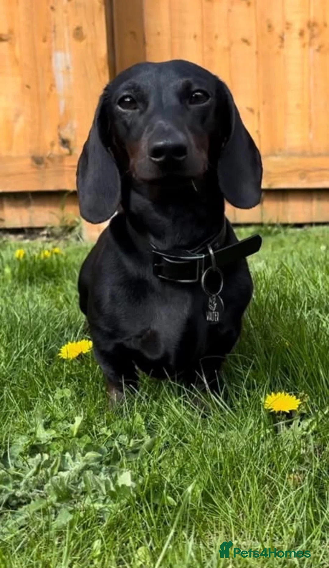 Miniature Dachshund dogs for stud: 🖤🌟𝐖𝐀𝐋𝐓𝐄𝐑🌟🖤 - Advert 2