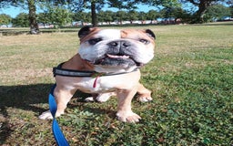 English Bulldog dogs for adoption: PLEASE HELP BRUNO 💔💔💔💔 - Image 2