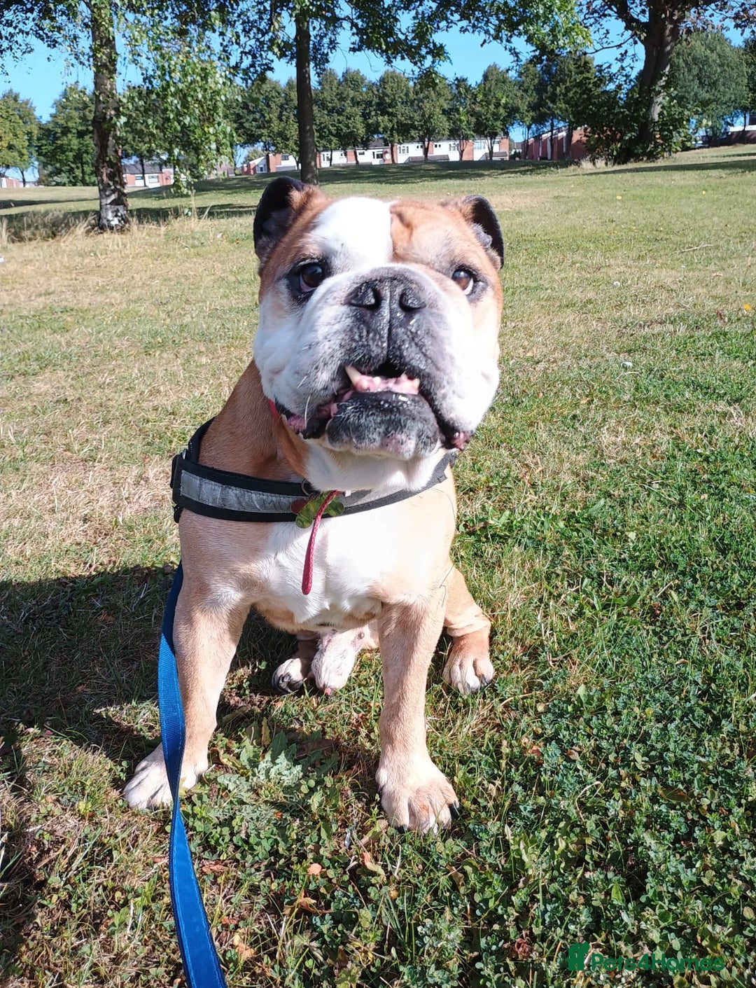 English Bulldog dogs for adoption: PLEASE HELP BRUNO 💔💔💔💔 - Image 2