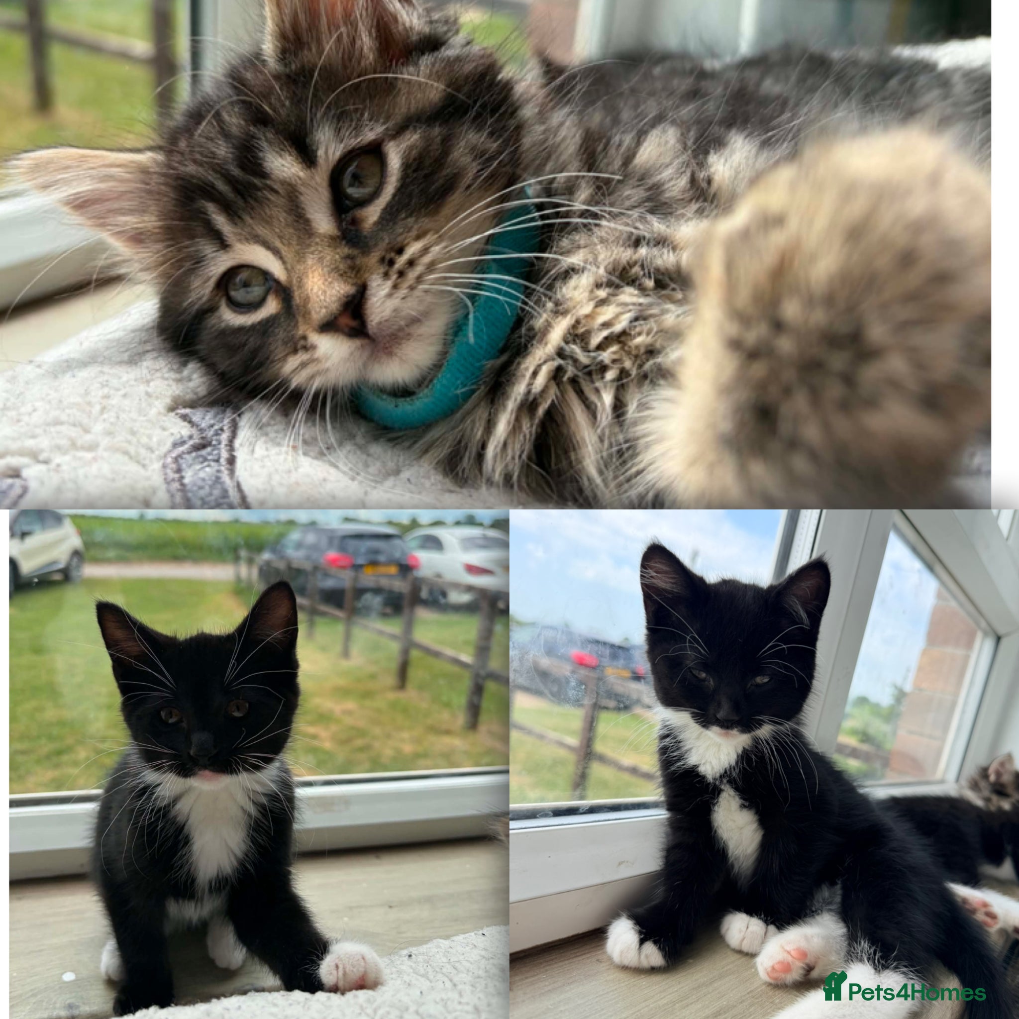 Maine Coon cats READY NOW Mainecoon X Bombay X Tabby - Advert 10