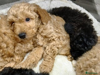 Goldendoodle dogs Mini Goldendoodles - Advert 1