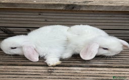 Mini Lop rabbits for sale: 2 Pure Mini Lop Bunnies - Image 7
