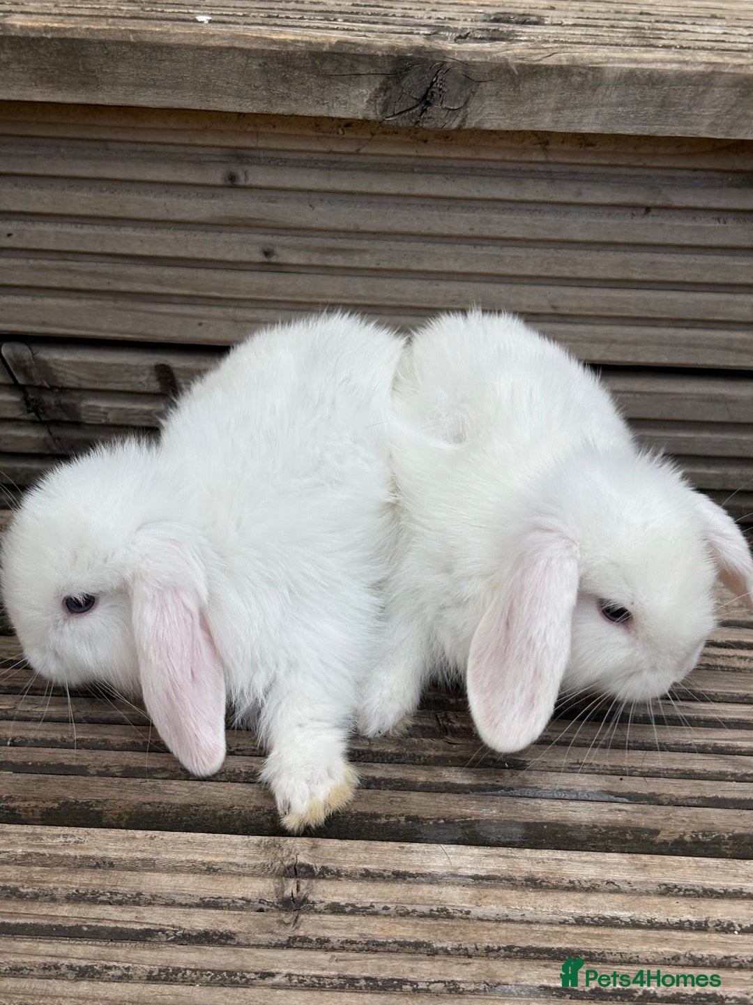 Mini Lop rabbits for sale: 2 Pure Mini Lop Bunnies - Image 7