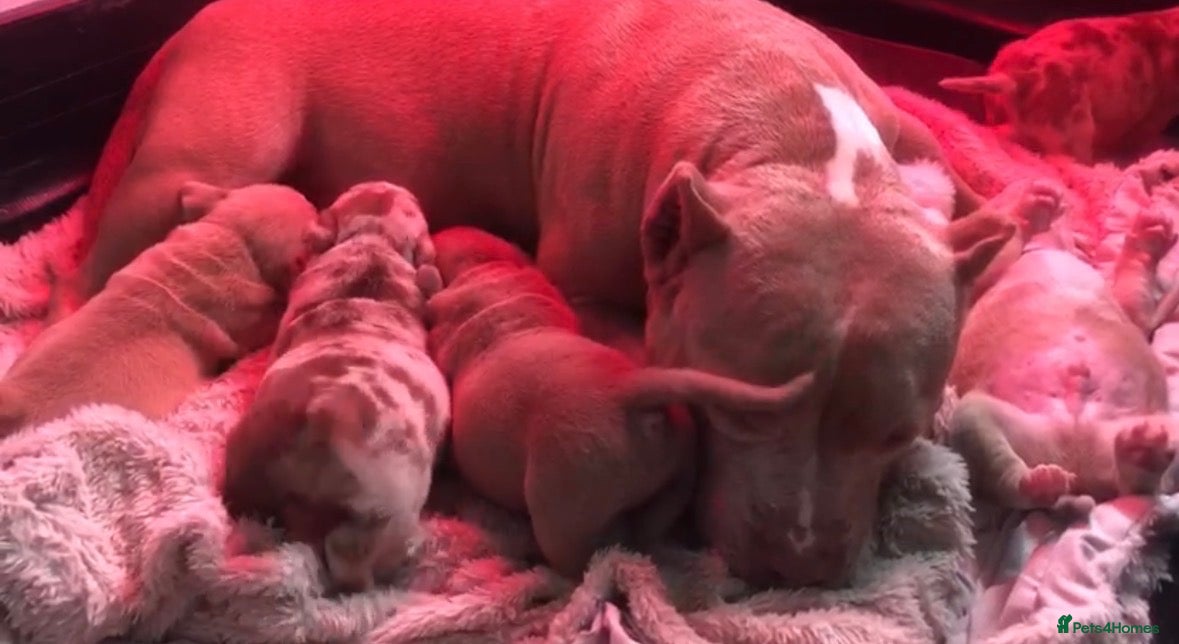 American Bully dogs Pocket Bully Puppies  - Advert 1