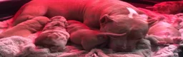 American Bully dogs for sale: Pocket Bully Puppies  - Advert 1