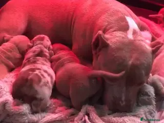 American Bully dogs Pocket Bully Puppies - Advert 5